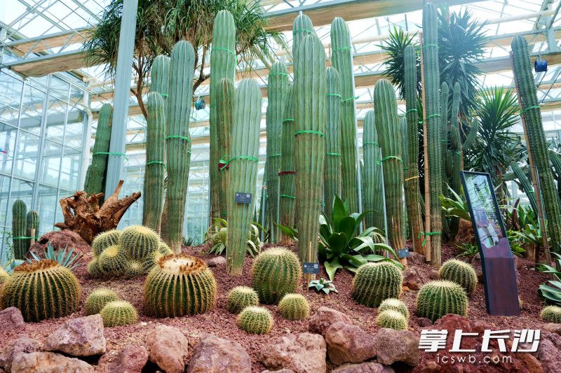 名花馆共展出近1000余株（盆）37个品种的杜鹃花。