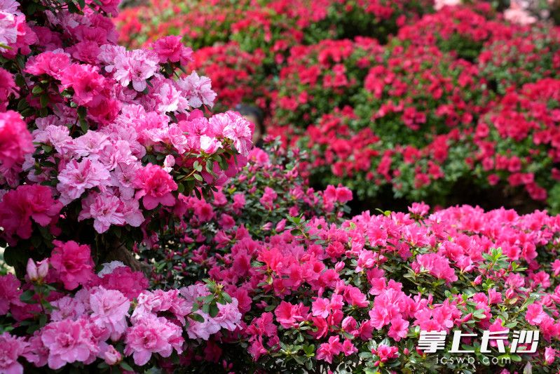 37个品种的杜鹃花等你来赏。