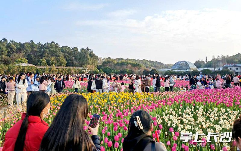 上周日，省植物园赏花的市民游客爆棚。 均为长沙晚报全媒体记者贺文兵摄