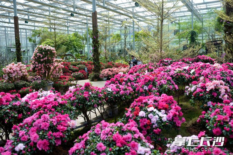 天际苑科研展览温室里开满了杜鹃花。均为长沙晚报全媒体记者 贺文兵 摄