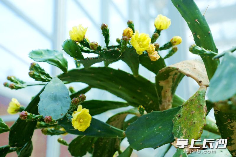 开花的仙人掌。
