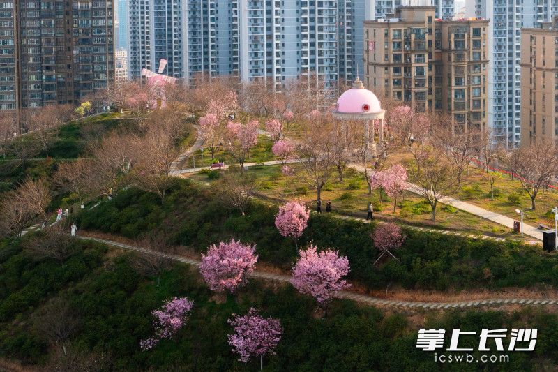早樱盛放！晚安文化园开启赏樱季。 均为长沙晚报全媒体记者黄启晴摄