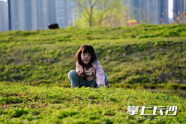 小朋友在户外寻找荠菜。 长沙晚报全媒体记者 舒元臻 摄