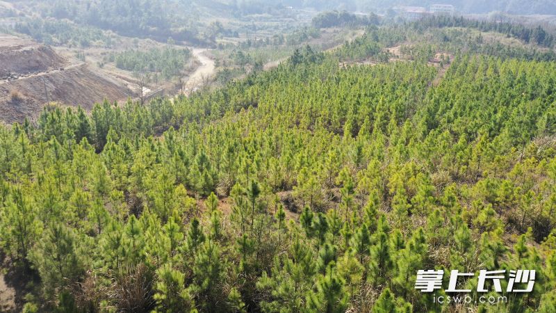 经过8年坚持不懈的植树造林，永和镇铁山义务植树基地基本恢复绿色。 均为长沙晚报全媒体记者周数邑摄