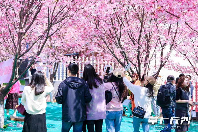趁着好天气，不少市民纷纷来到晚安樱花园打卡拍照。