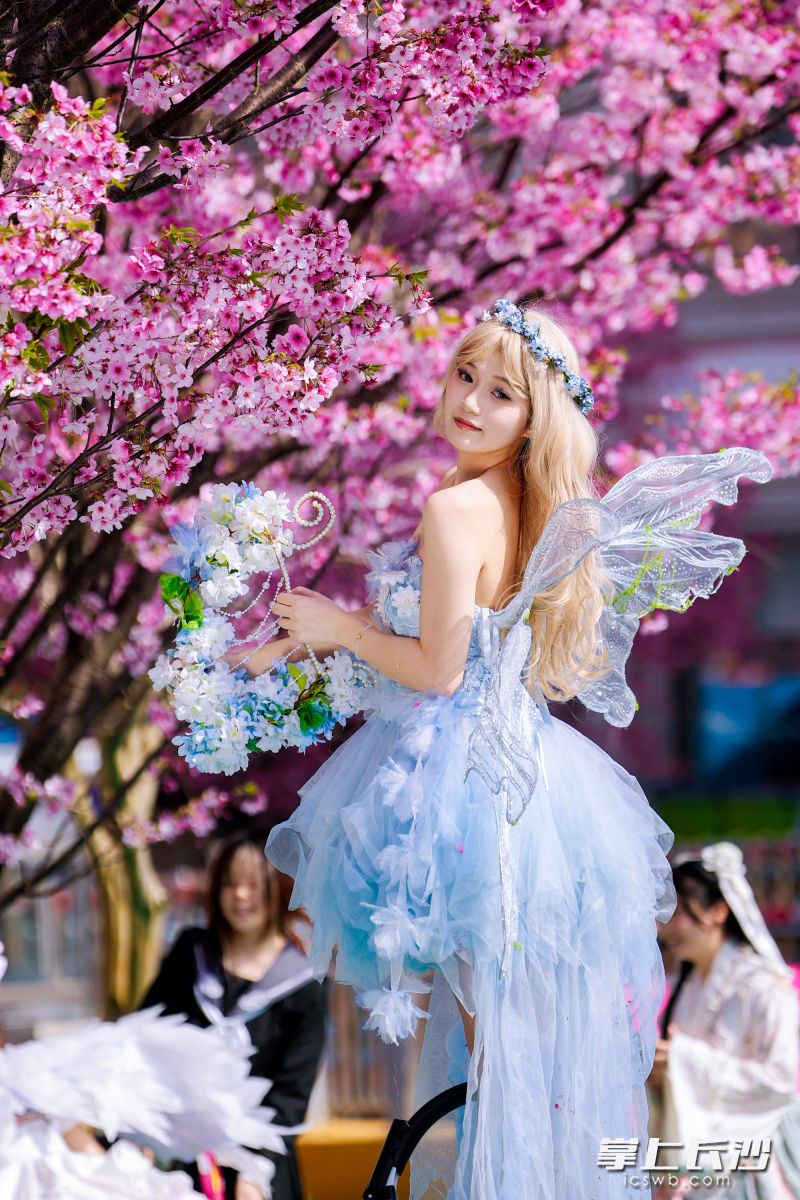 晚安樱花季吸引市民盛装出行。 均为长沙晚报全媒体记者李金摄
