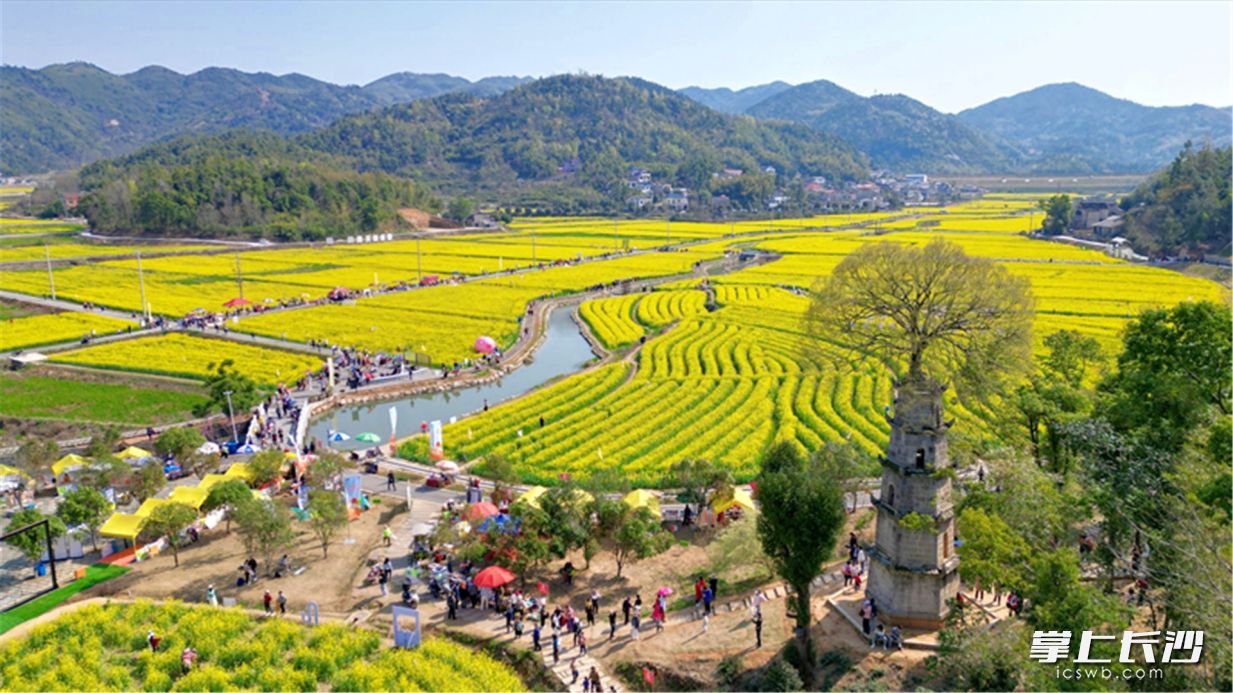 茶亭花海。 均为长沙晚报全媒体记者易亿摄