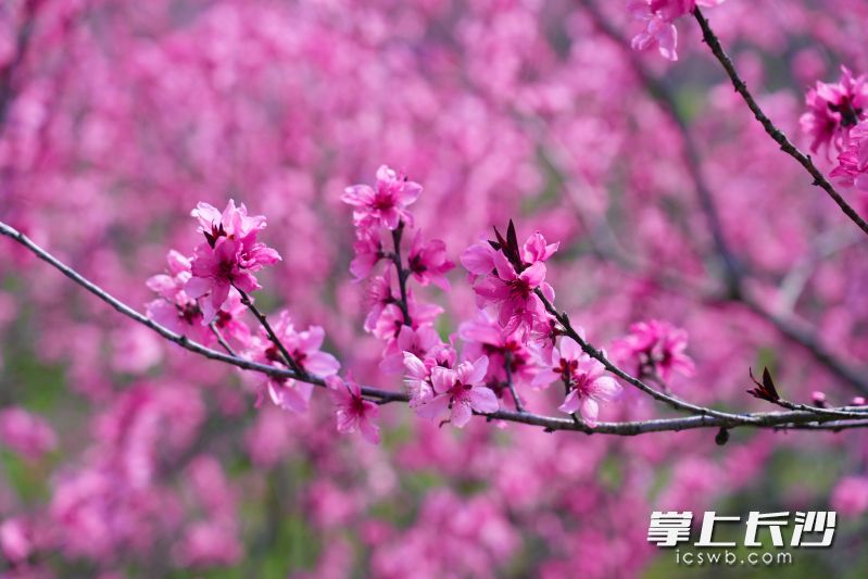 千亩桃林绽放华彩。 均为长沙晚报通讯员谢佳燊摄