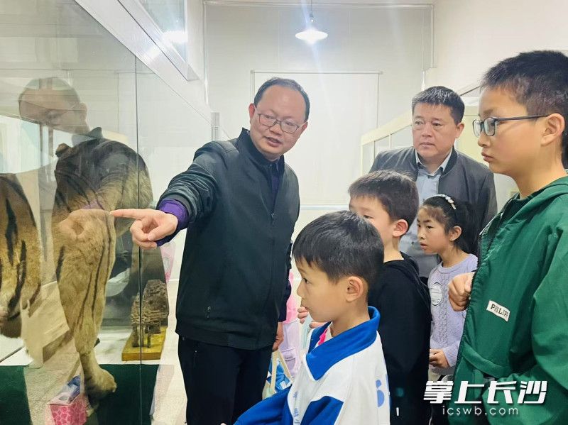 在湖南师范大学动植物标本馆，华南虎标本引发连连惊叹。