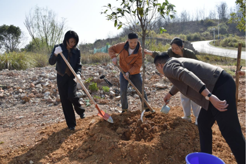 植树活动中。均为长沙晚报通讯员 彭静 供图