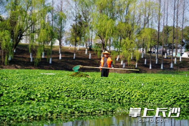 洋湖国家湿地公园的工作人员趁着晴天进行维护工作。 均为长沙晚报全媒体记者 舒元臻 摄