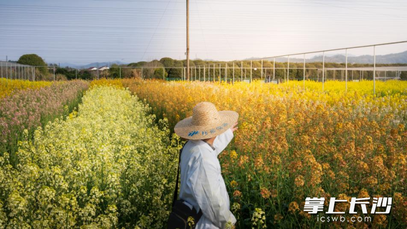 湖南农业大学浏阳基地的五彩油菜花迎春怒放，构成了一幅天然水彩画。 均为长沙晚报通讯员谌柯源摄