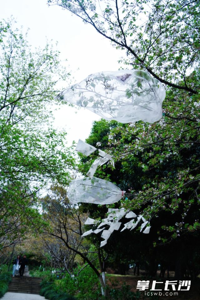冷风吹得花枝乱颤。