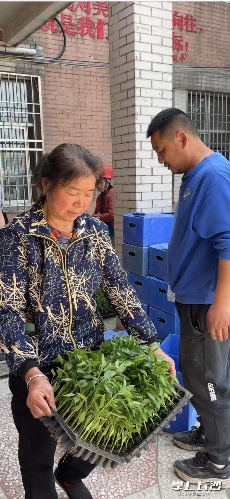 绿油油的辣椒苗被村民陆续领走。均为受访者供图