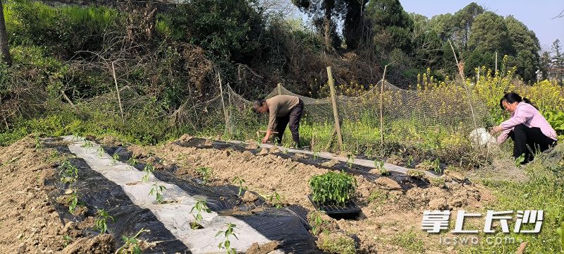 此次活动共发放辣椒苗5000余棵，惠及12户脱贫（监测）户。