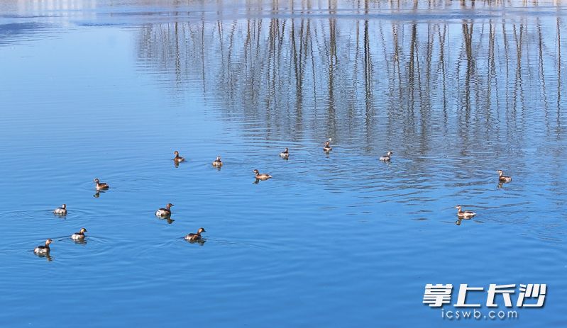 南川河大瑶段，河水清澈见底，䴙䴘（一种形似鸭子的水鸟）在水中悠闲地嬉戏觅食。长沙晚报通讯员 黄彪 摄