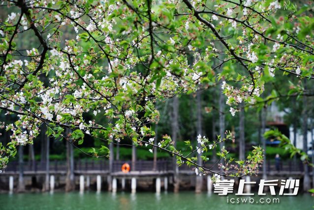 4月的第一天长沙又回归到暖阳的“怀抱”。  均为长沙晚报全媒体记者舒元臻摄