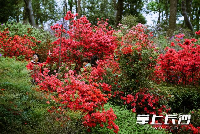 湖南省植物园的杜鹃花开了，吸引了不少市民打卡拍照。 均为长沙晚报全媒体记者舒元臻摄