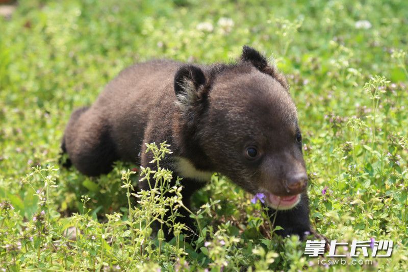 小黑熊在踏青。