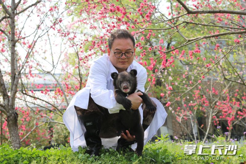 小黑熊和“奶爸”在一起。均为长沙晚报全媒体记者 贺文兵 通讯员 谭思敏 摄影报道