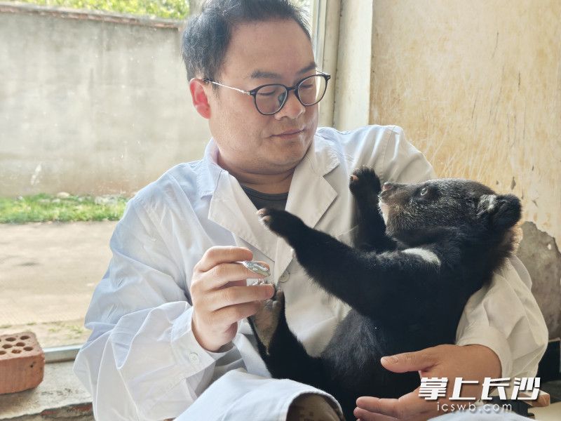 小黑熊在“奶爸”怀里撒娇。