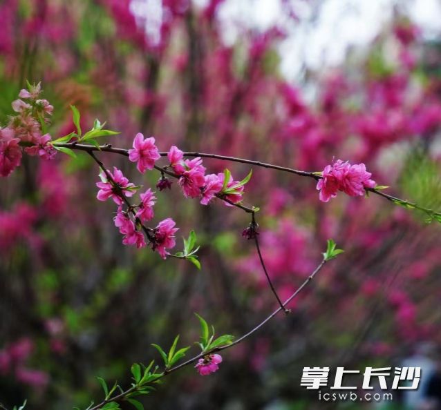 4日，我们将在雨水中开启清明假期。 均为长沙晚报全媒体记者舒元臻摄