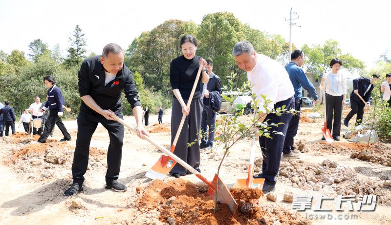 陈刚一行在建设村水口组挥锹铲土，将一棵棵树苗细心栽植在规划植树点上。 均为长沙晚报全媒体记者盛磊摄
