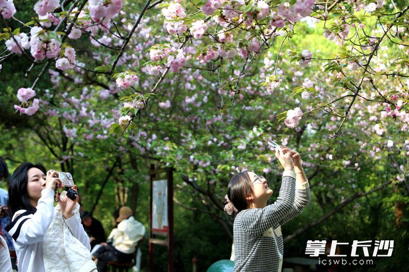 市民在樱花树下赏花打卡。均为长沙晚报全媒体记者贺文兵摄