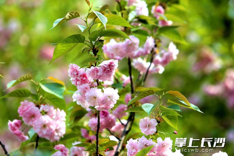 樱花如云似霞。