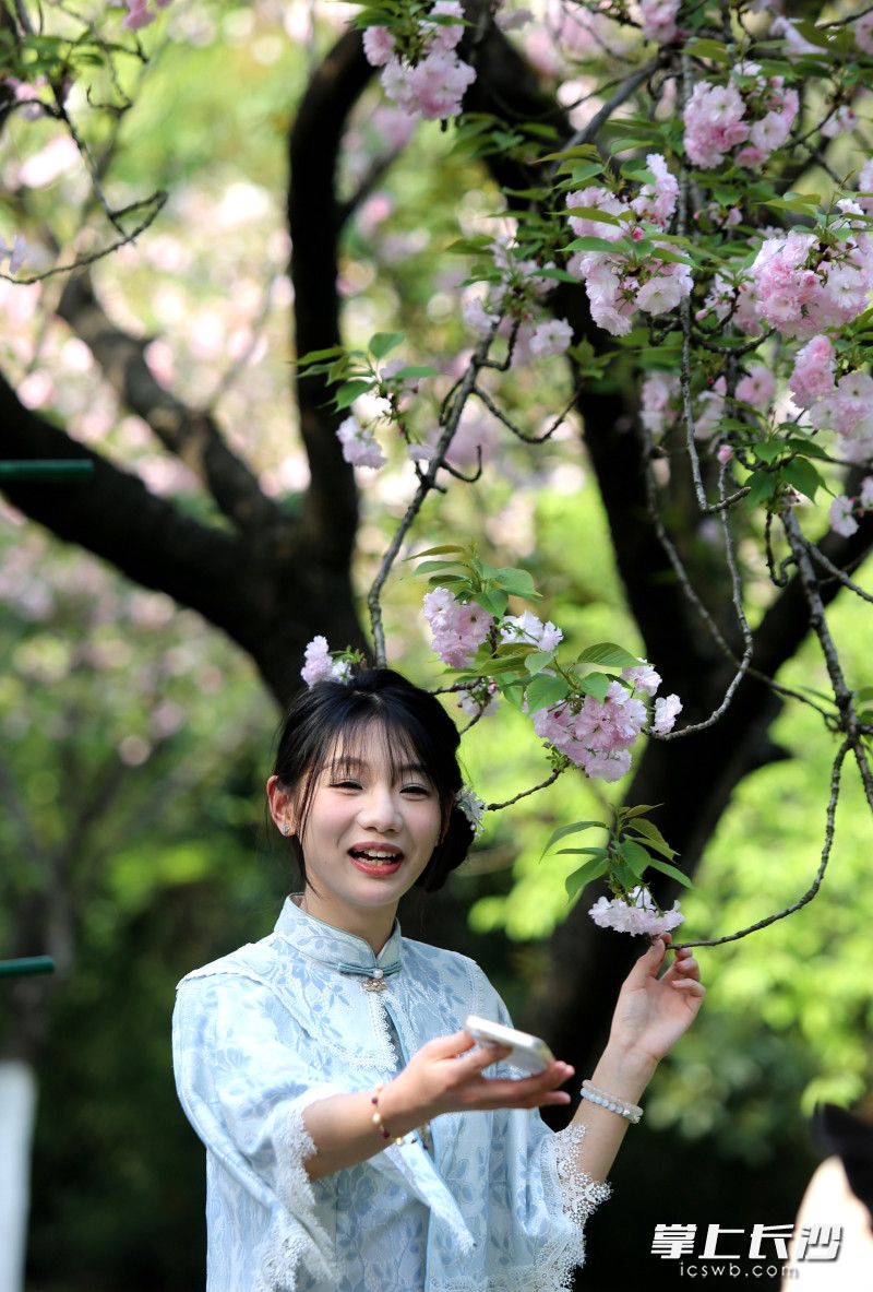 捕捉樱花的美丽瞬间。
