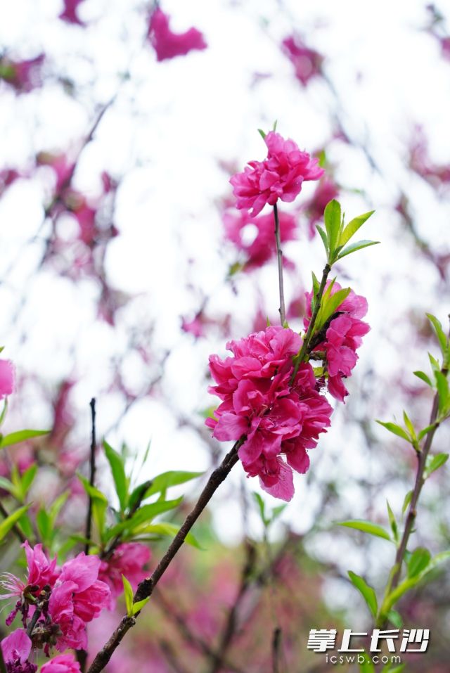 清明时节正处于江南春雨期,总的来说湖南省下雨的概率较大。 清明时节正处于江南春雨期,总的来说湖南省下雨的概率较大。
