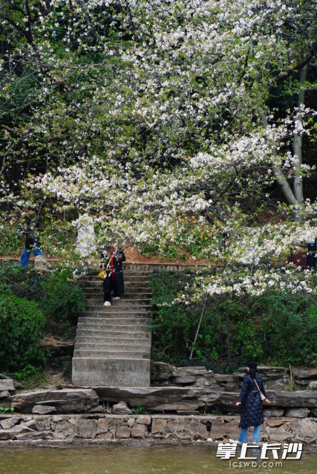 清明给人的印象永远伴随着一场场淅淅沥沥的雨。 均为长沙晚报全媒体记者舒元臻摄 清明给人的印象永远伴随着一场场淅淅沥沥的雨。 均为长沙晚报全媒体记者舒元臻摄
