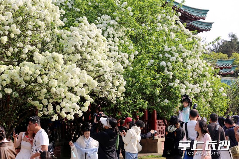 前来赏花打卡的人络绎不绝。