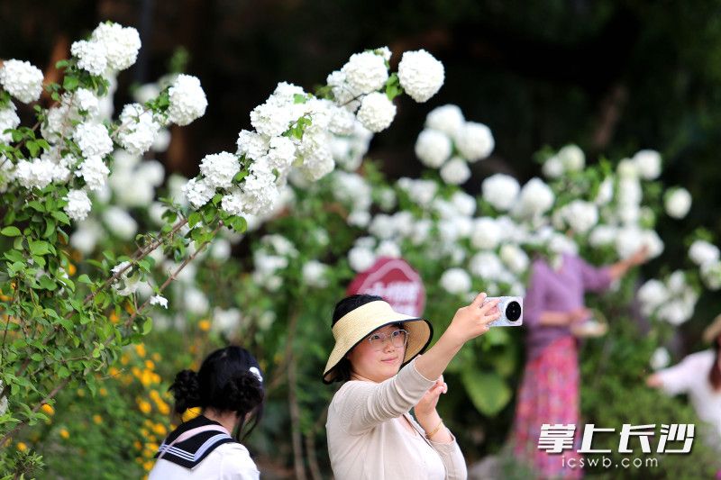 湖南烈士公园的绣球花迎来了盛花期。