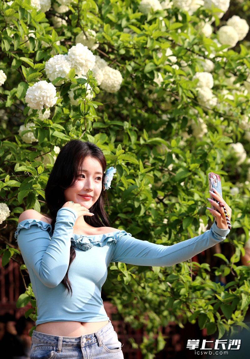 打卡绣球花。