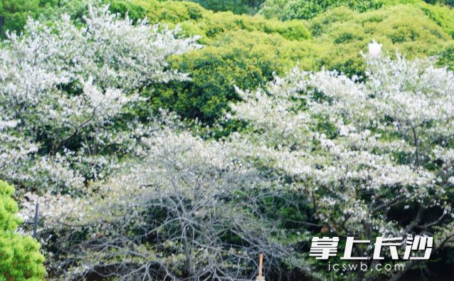 告别假期首日的阴雨，长沙好天气上线。均为长沙晚报全媒体记者 舒元臻摄