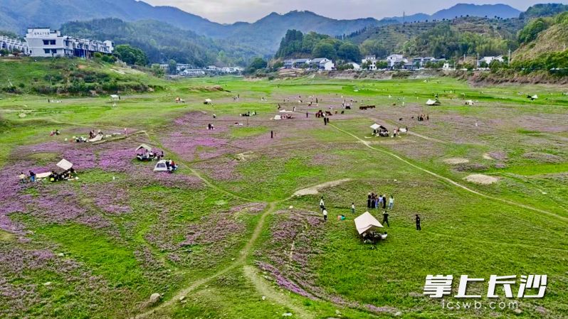 青羊湖畔千亩紫云英花海成为现象级网红打卡地。