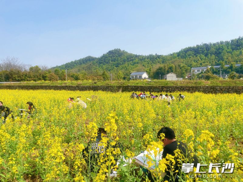 白箬铺镇光明小学的同学们在油菜花海中作画。 均为长沙晚报通讯员李辉、韩霜供图 白箬铺镇光明小学的同学们在油菜花海中作画。 均为长沙晚报通讯员李辉、韩霜供图