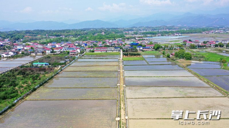 浏阳市沿溪镇建设村，昔日的虾塘摇身一变，成了油菜花海，油菜收割后将再种上水稻。 均为长沙晚报全媒体记者王志伟摄