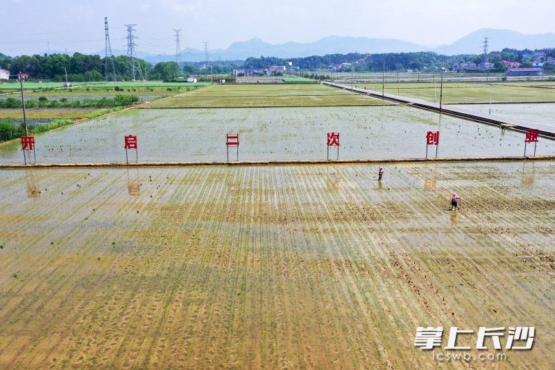 浏阳市北盛镇马战村，道路两旁的高标准农田映入眼帘，一丛丛间行一致的秧苗迎风挺立。