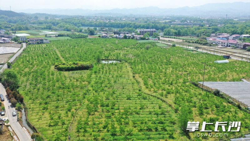 浏阳市沿溪镇，一片占地约130亩的蜂糖李基地即将迎来“新生”。