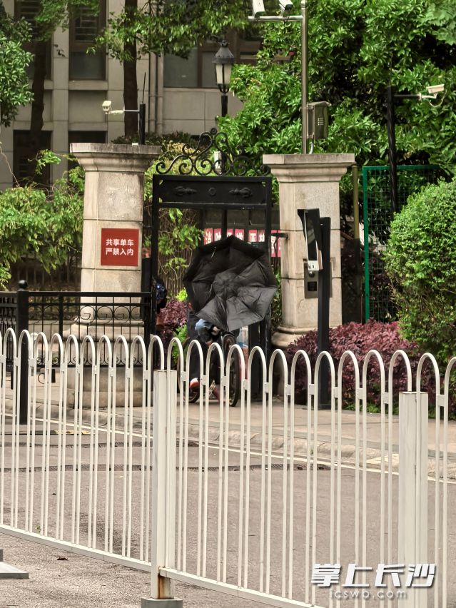 12日，市气象台发布大风黄色预警信号。 均为长沙晚报全媒体记者舒元臻摄
