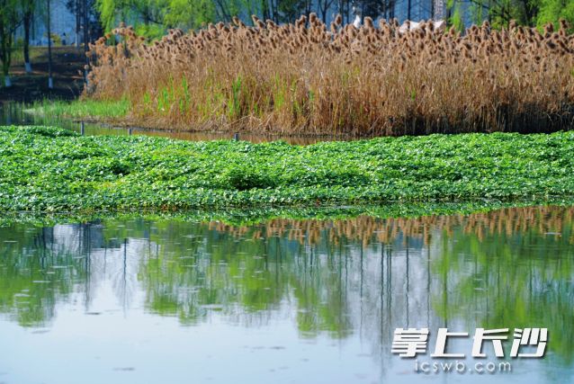 本周长沙晴雨相间。均为长沙晚报全媒体记者 舒元臻 摄