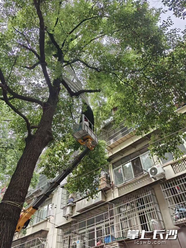 工作人员正在清理树上残留的瓦片。 均为通讯员供图