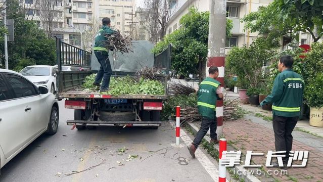 工作人员在清运断枝，保障绿化环境安全整洁。