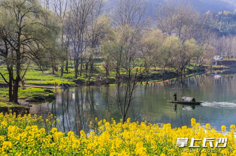 洪江油菜花。均为省文旅厅供图