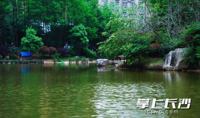 晴好天气“倒计时”，接下来又要迎来大雨。 均为长沙晚报全媒体记者舒元臻摄