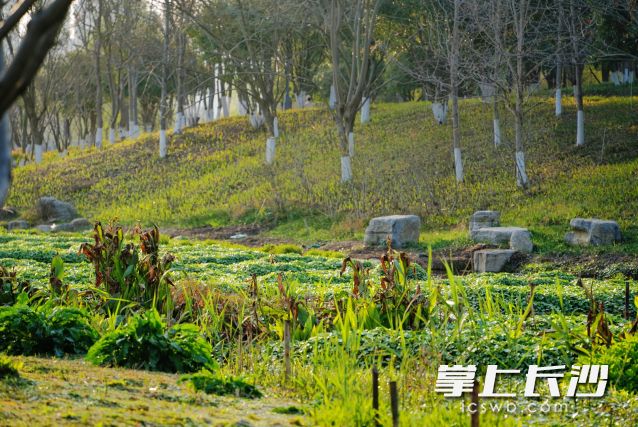 18日、21日长沙将有两次较强降雨过程并伴强对流天气。长沙晚报全媒体记者 舒元臻 摄　　
