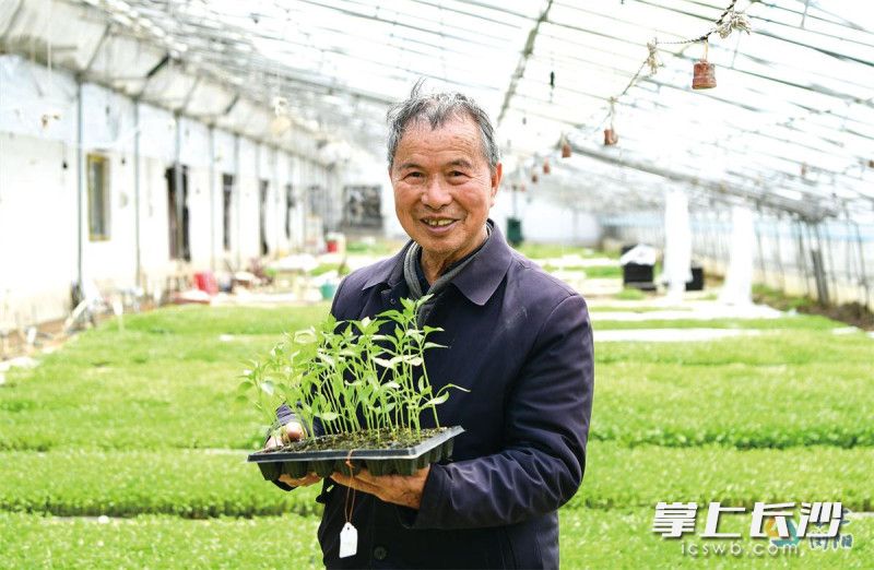 杨意红与种子打了一辈子交道，共计培育了300多个辣椒新品种。浏阳日报融媒体中心记者 彭红霞 摄