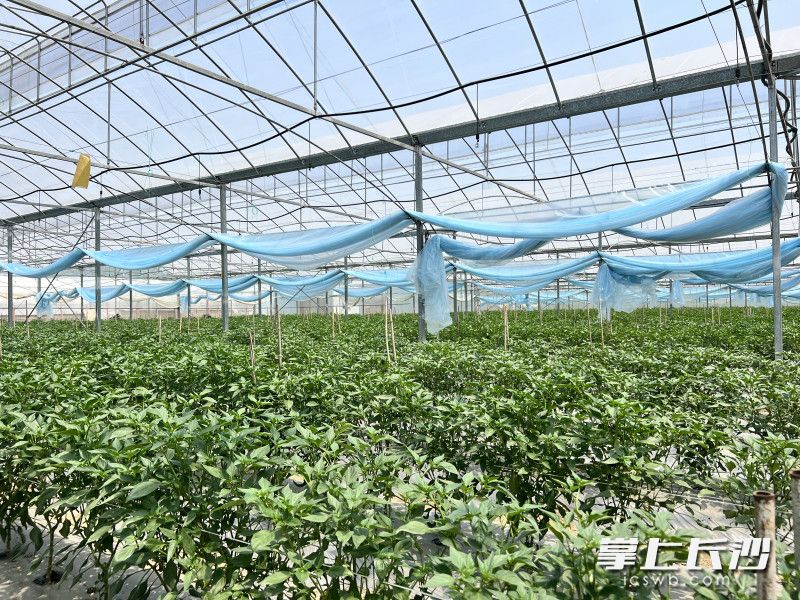 大棚内，辣椒长势良好。 均为长沙晚报通讯员彭莎供图